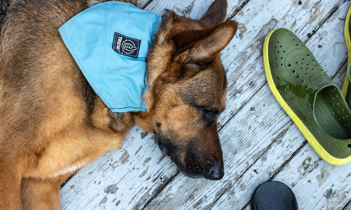 THE AFTERLIFE x CYCLE DOG