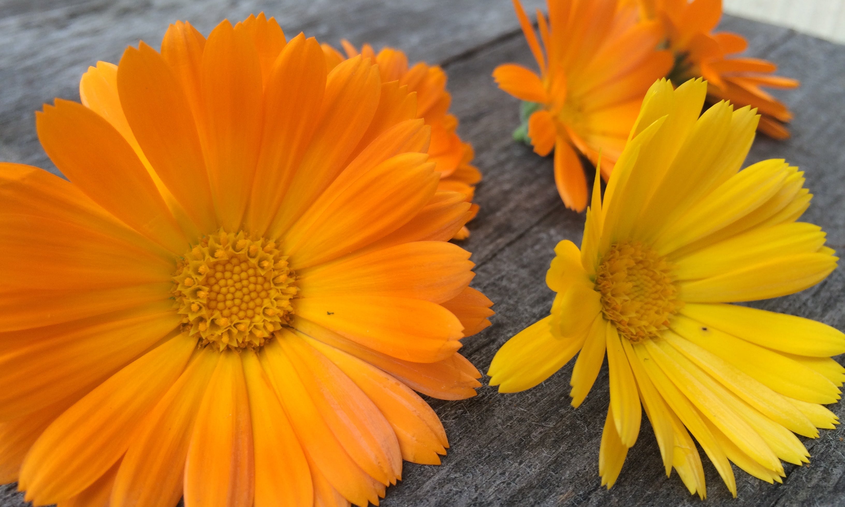 The Power of Herbal Therapeutics During COVID-19