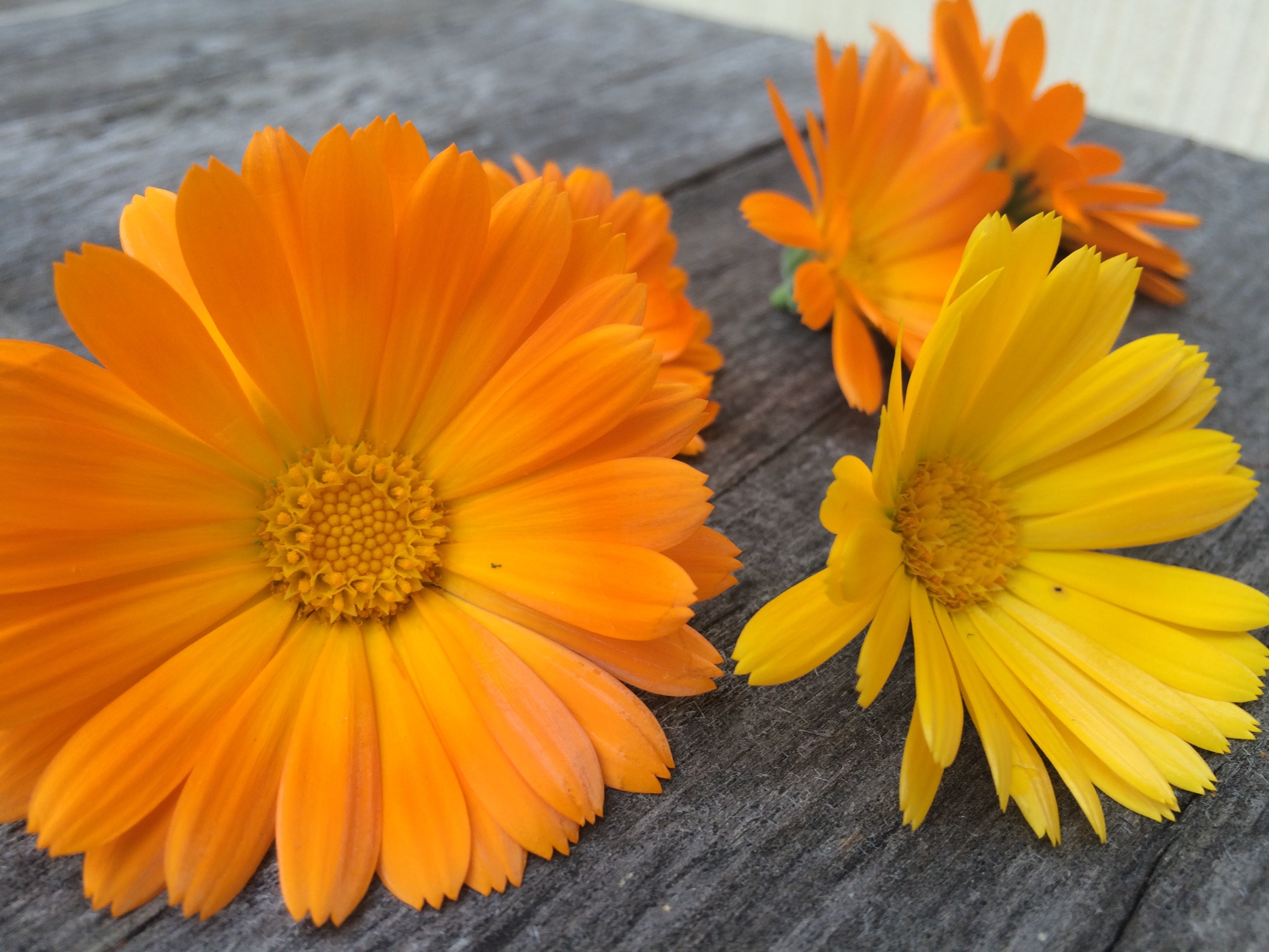 The Power of Herbal Therapeutics During COVID-19
