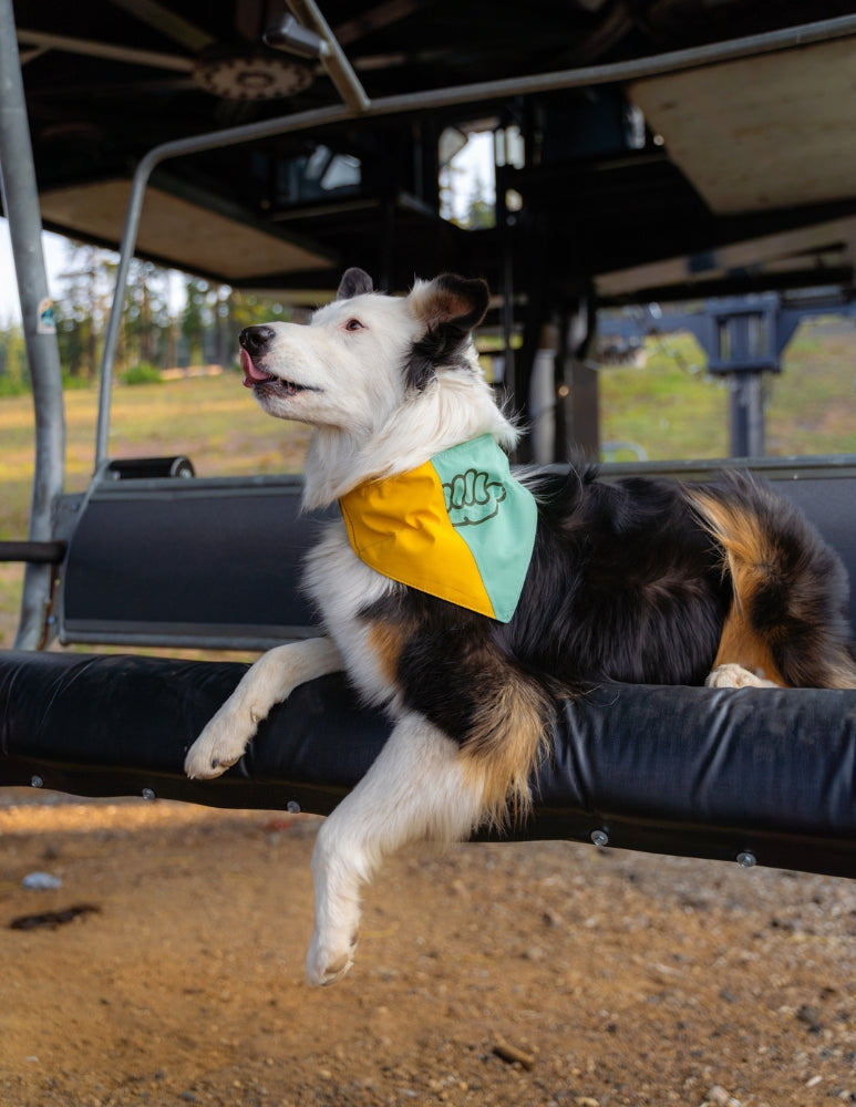 M Yellow and Teal Thumb