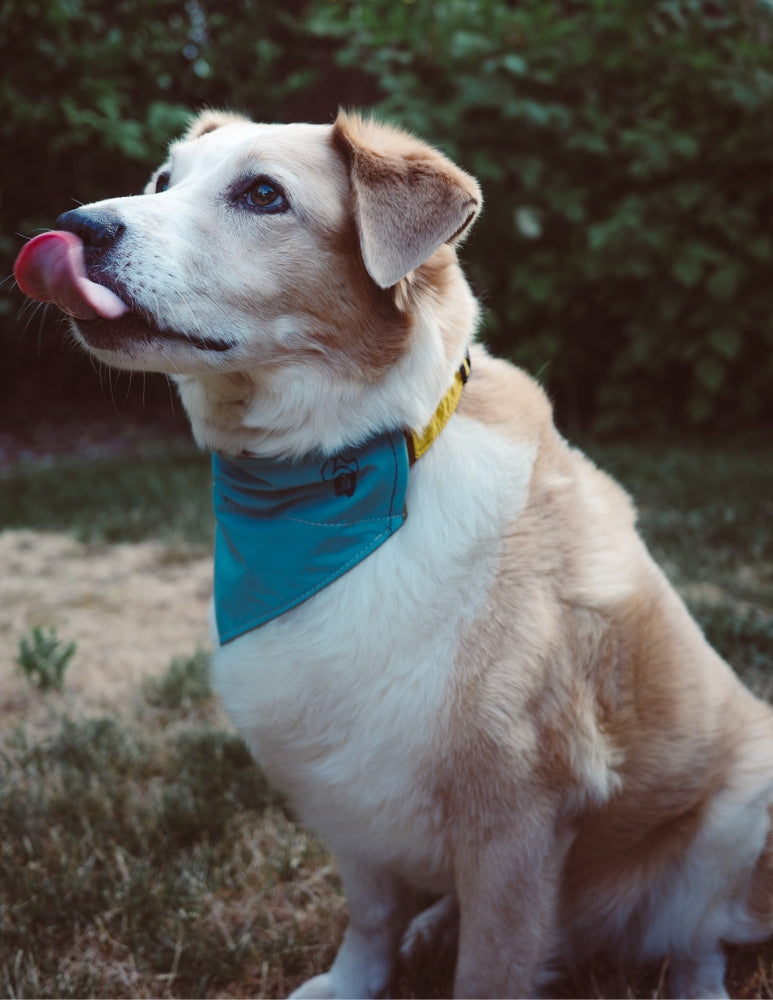 [AFTERLIFE] Upcycled Cycle Dog Bandana