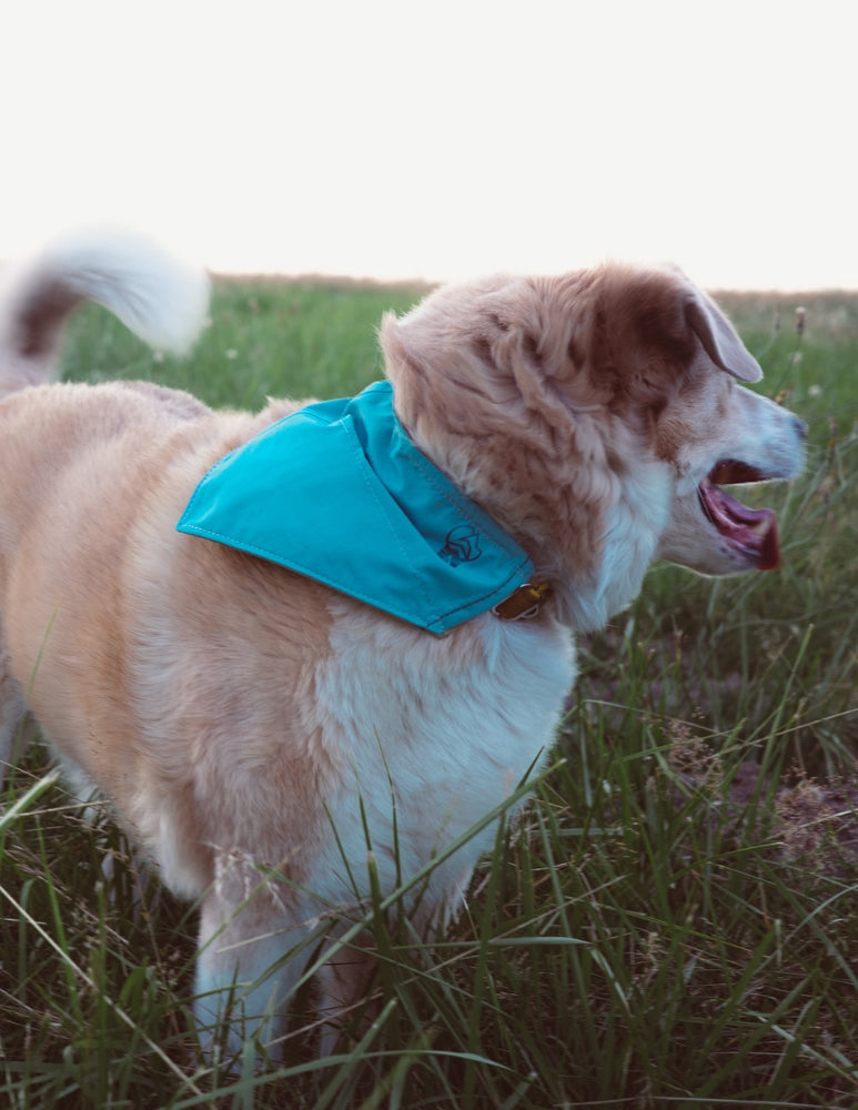 [AFTERLIFE] Upcycled Cycle Dog Bandana