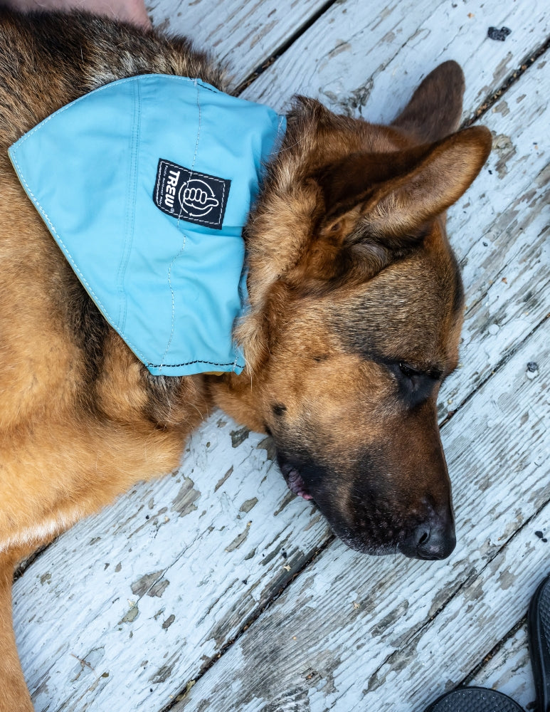 [AFTERLIFE] Upcycled Cycle Dog Bandana