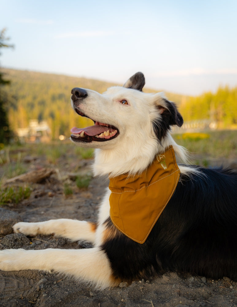 [AFTERLIFE] Upcycled Cycle Dog Bandana