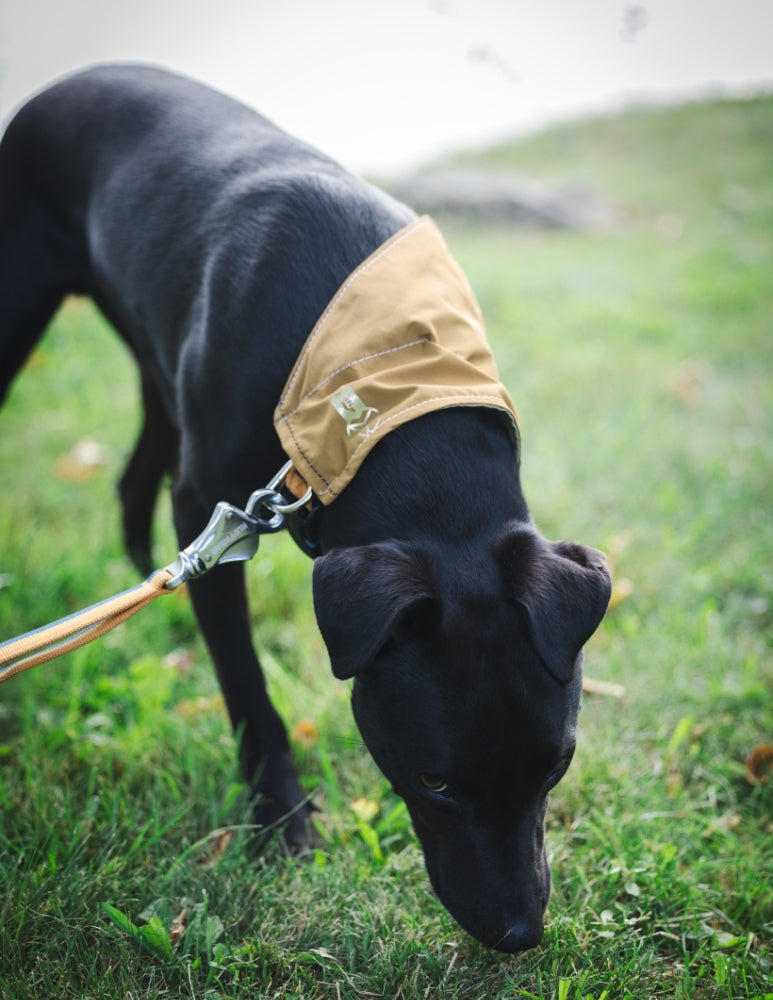 [AFTERLIFE] Upcycled Cycle Dog Bandana