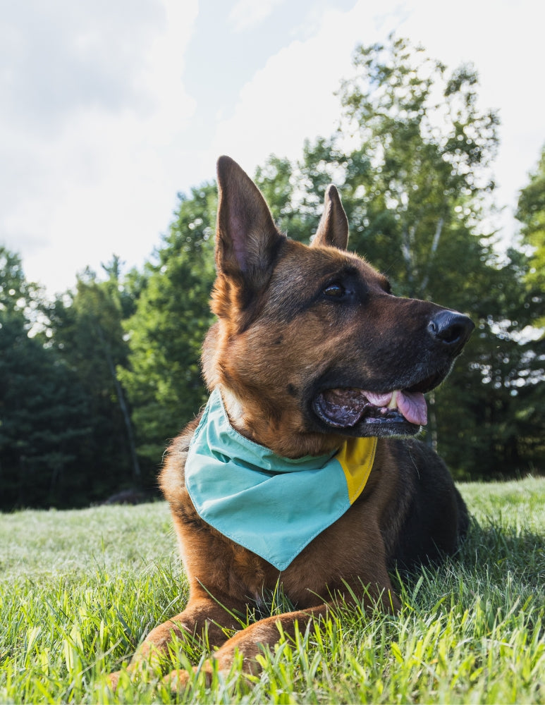 [AFTERLIFE] Upcycled Cycle Dog Bandana