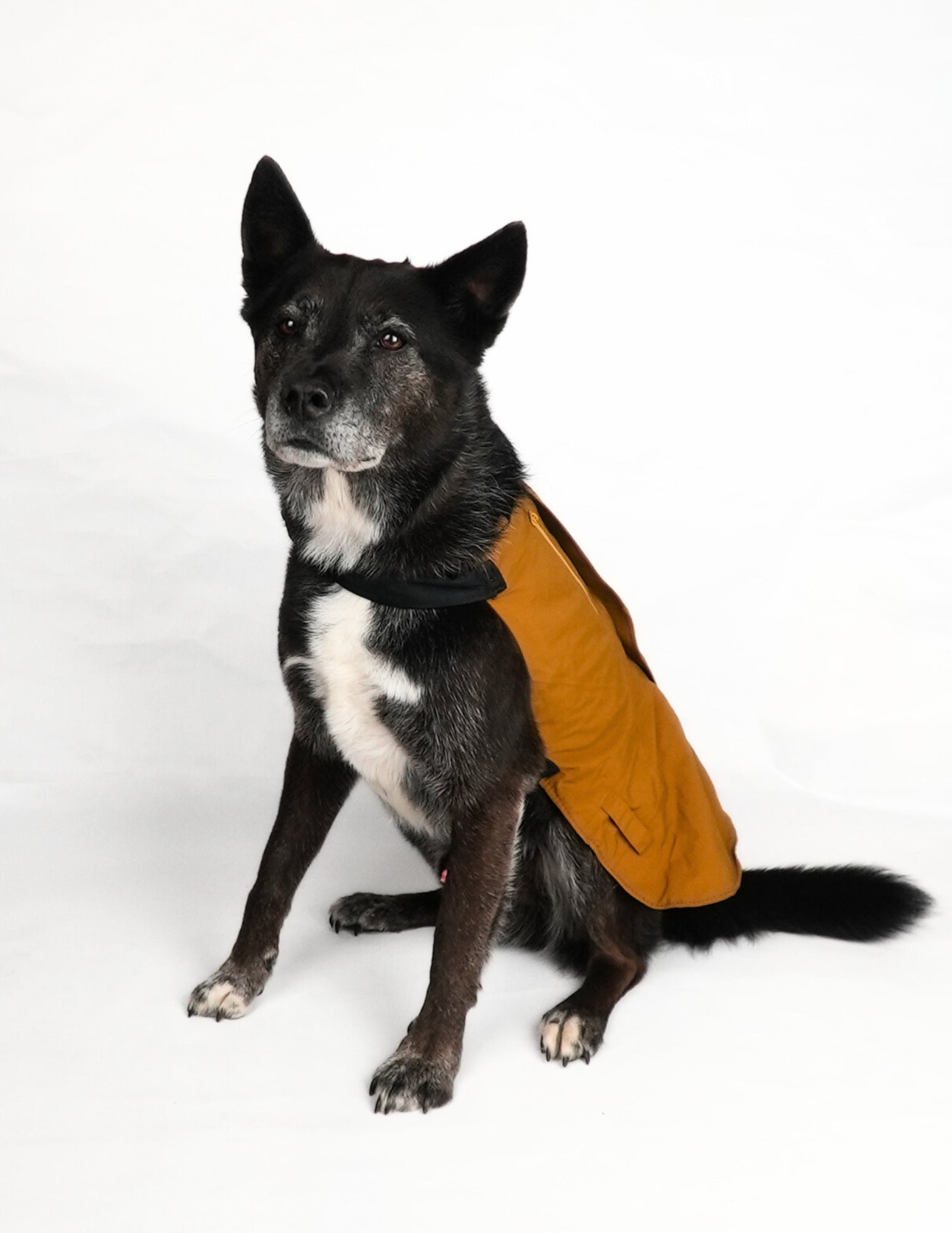 [AFTERLIFE] Upcycled PNW Dog Jacket - Medium