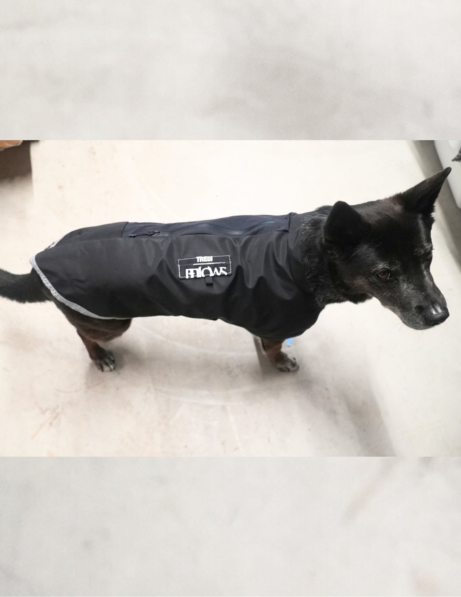 [AFTERLIFE] Upcycled PNW Dog Jacket - Medium